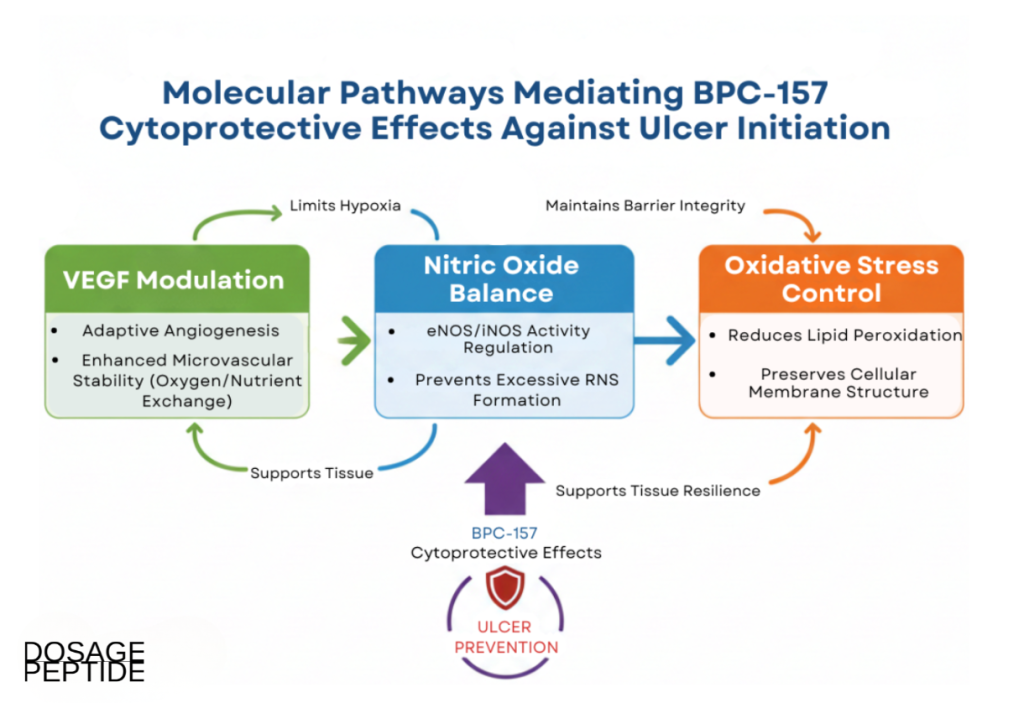 Infographic showing BPC-157 cytoprotective pathways, including VEGF modulation, nitric oxide balance, and oxidative stress control.