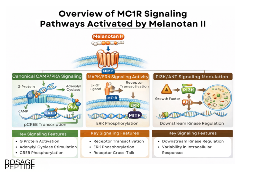 Infographic showing MC1R signaling pathways activated by Melanotan II in pigmentation research models.