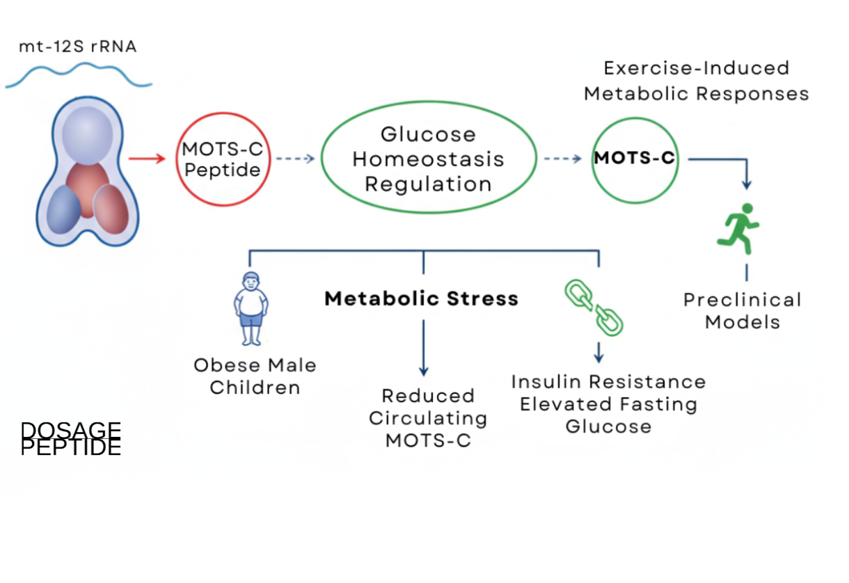 How strongly does evidence link MOTS-C with glucose homeostasis control?