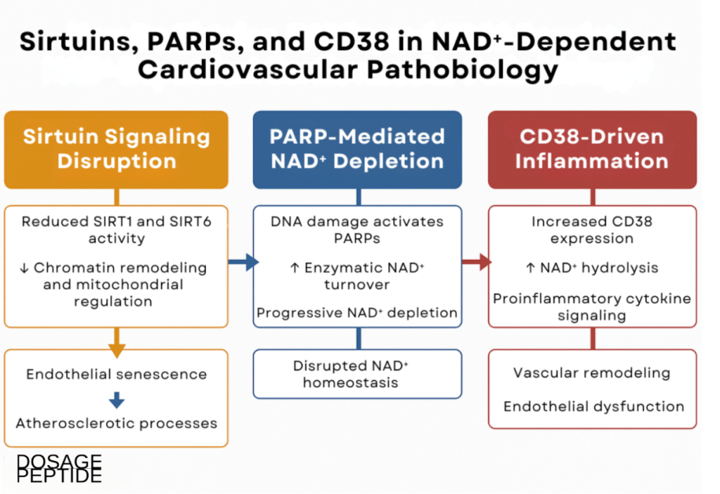 Infographic showing sirtuins, PARPs, and CD38 regulating NAD⁺ homeostasis in cardiovascular pathobiology.