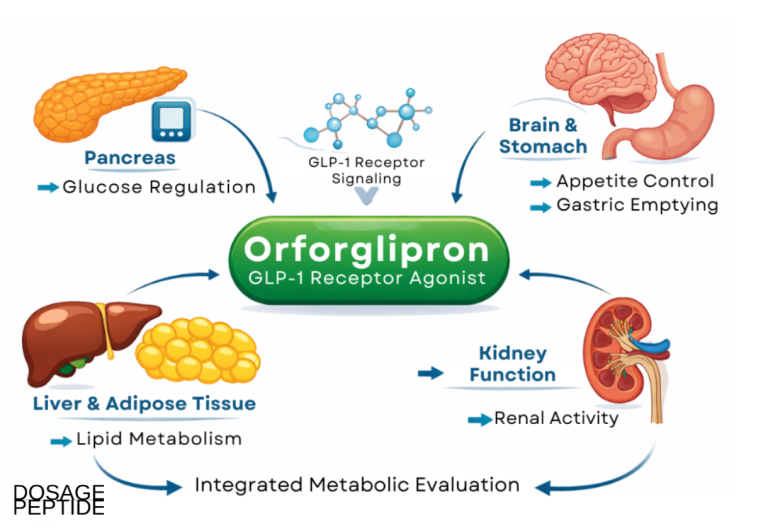 What Evidence Shows Orforglipron Alters Systemic Metabolic Pathways in Models?