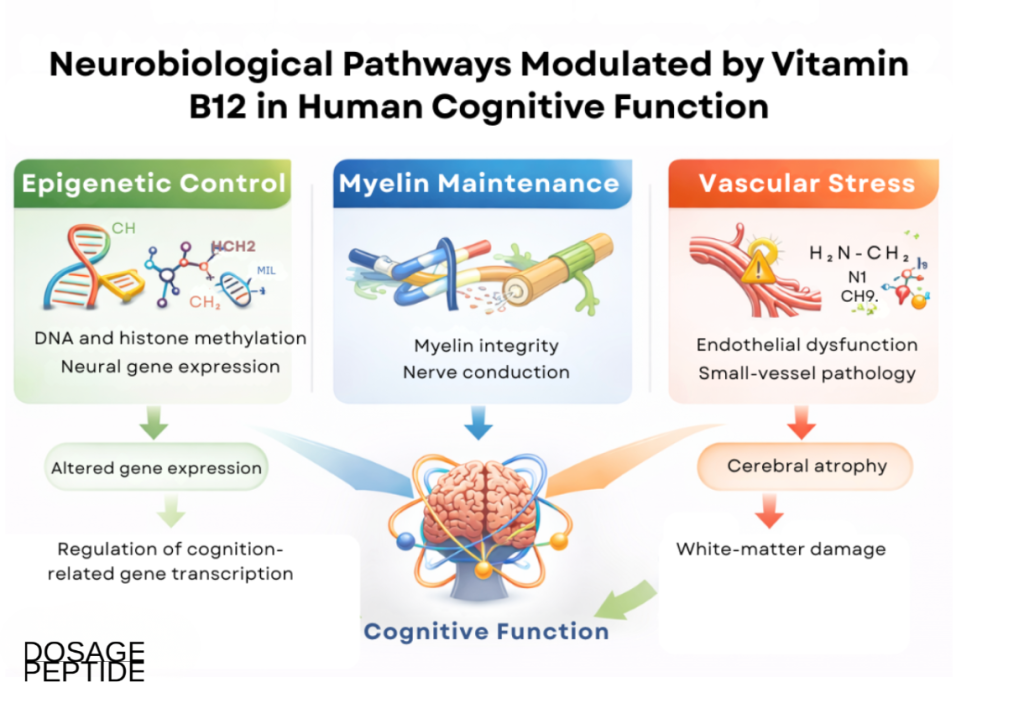 Infographic shows vitamin B12–modulated neurobiological pathways influencing human cognitive function.