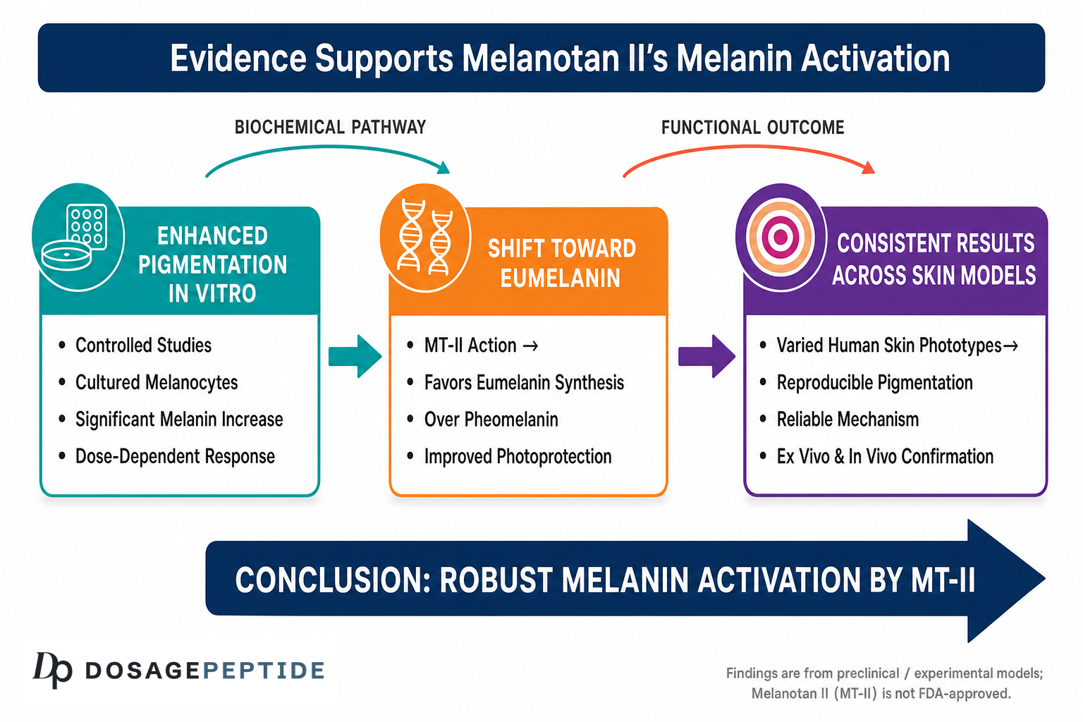 Evidence for Melanotan II melanin activation across experimental skin models (preclinical); not FDA-approved.