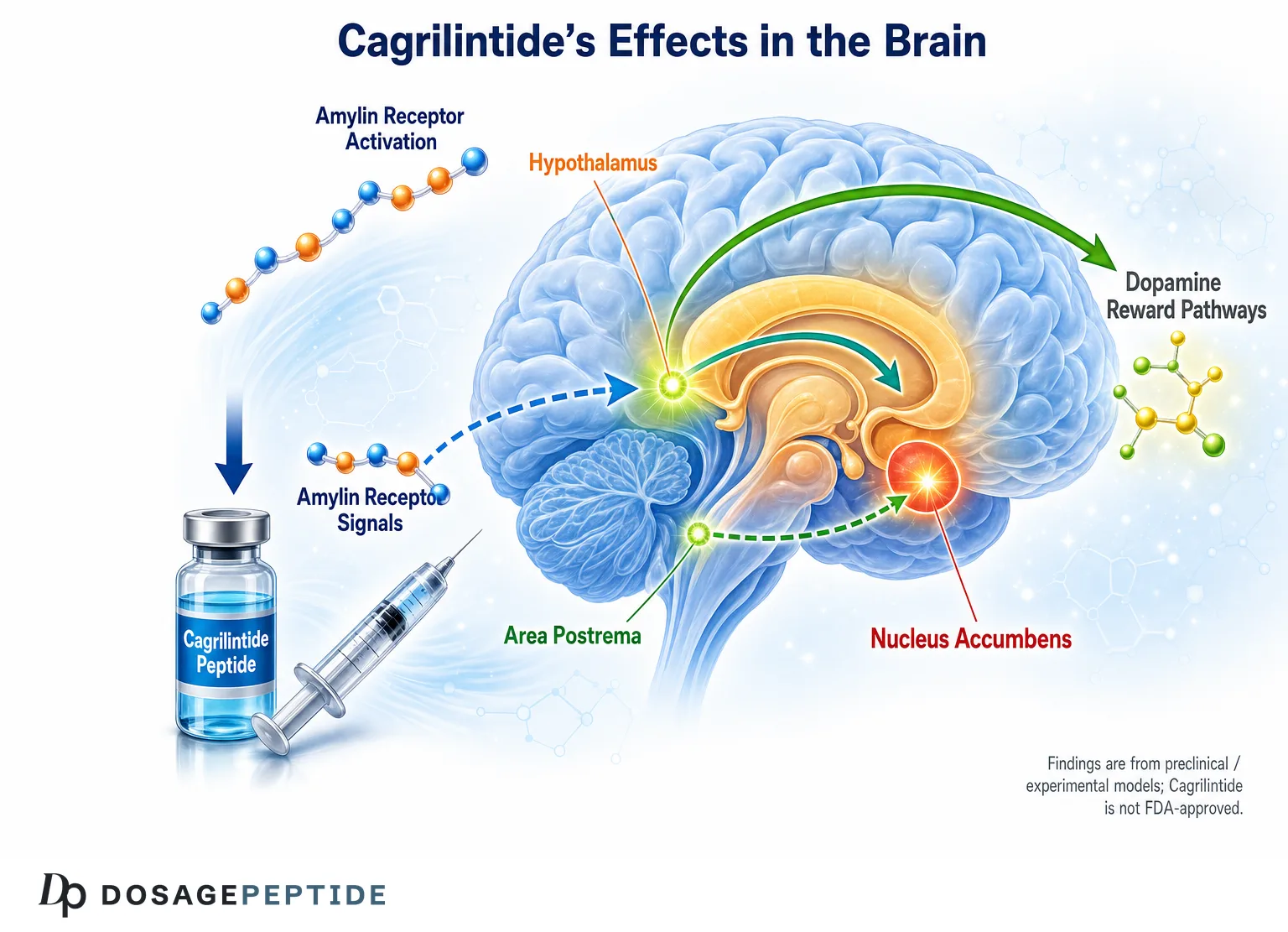 How Cagrilintide Affects Appetite and Cravings (2026)