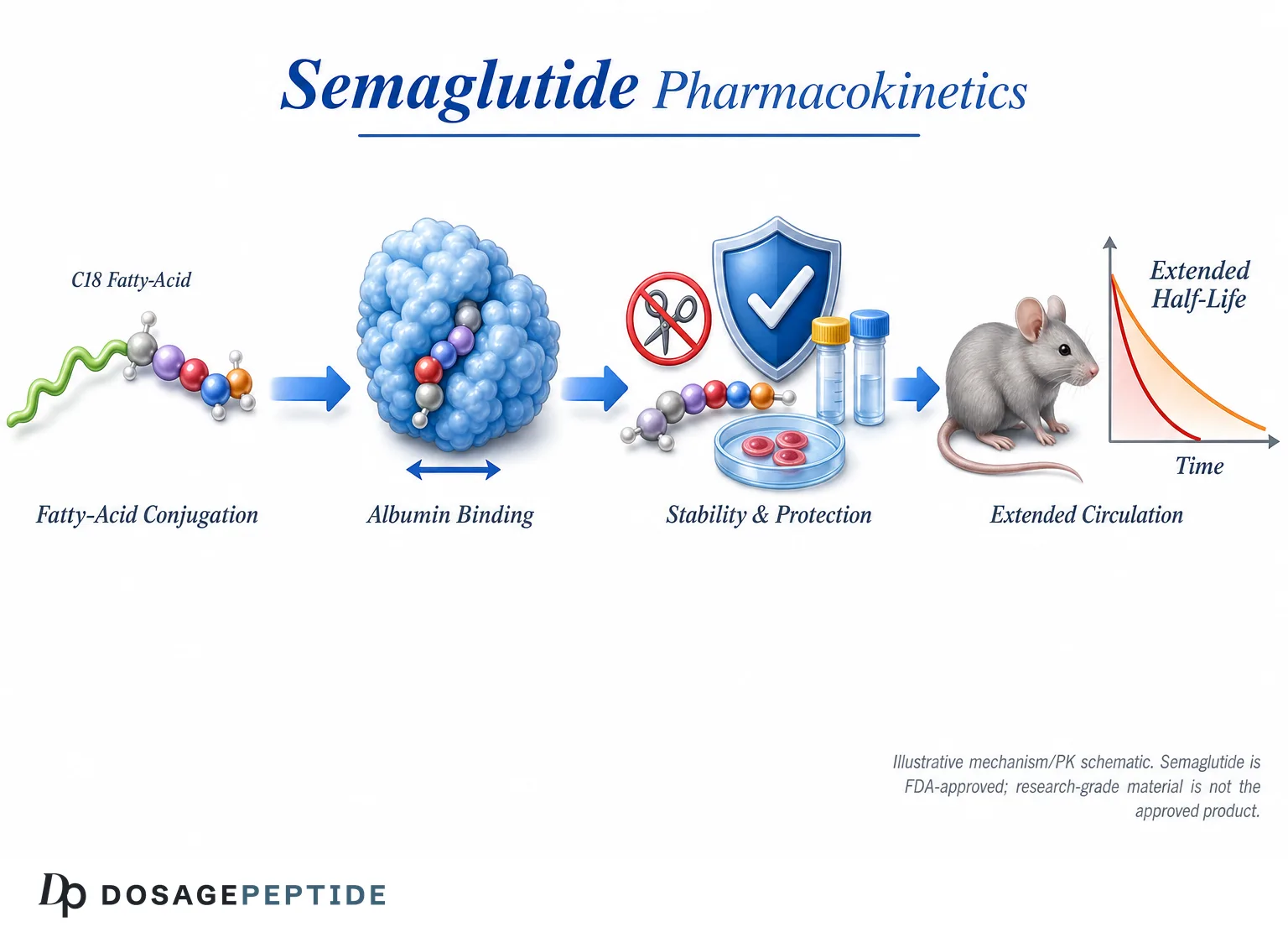 How Does Fatty-Acid Conjugation Shape Semaglutide Pharmacokinetics in Experimental Models?