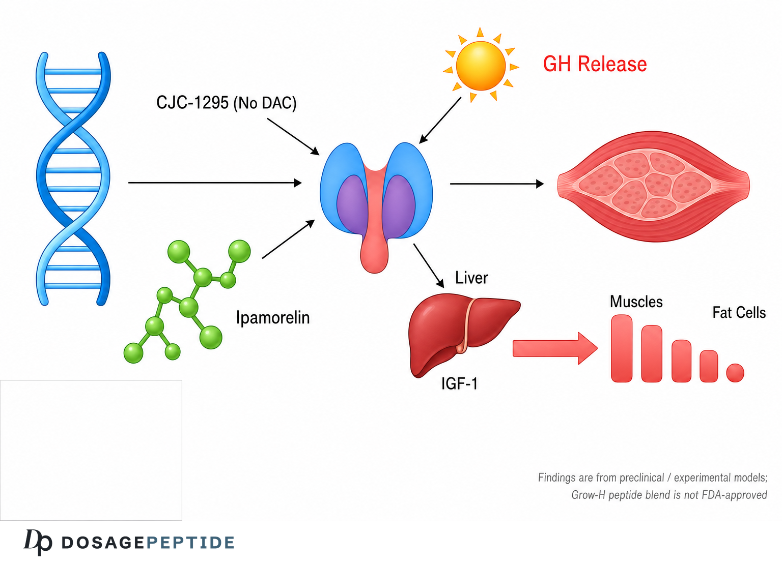 What Evidence Supports the Grow-H Peptide Blend Based on Current Research?