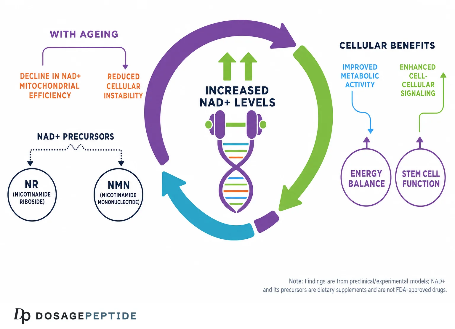 What Evidence Shows NAD+ Supplements Impact Aging and Support Cellular Health?