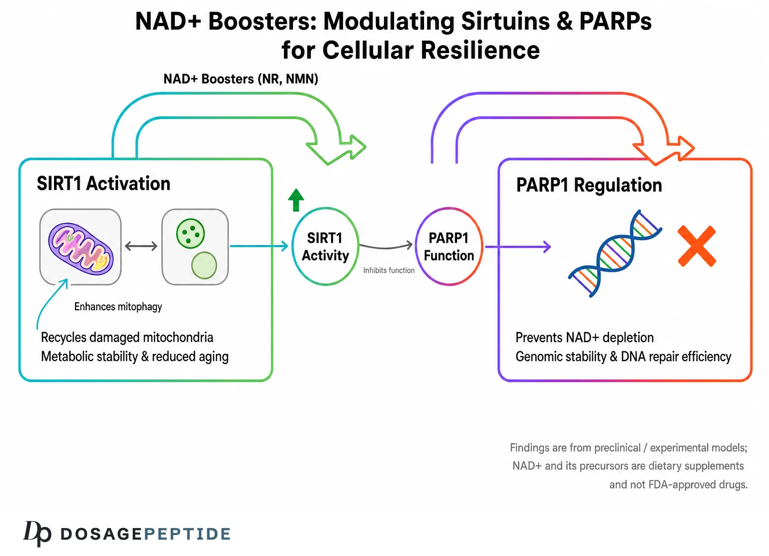 NAD+ aging and cellular mechanisms; dietary supplements, not FDA-approved drugs.