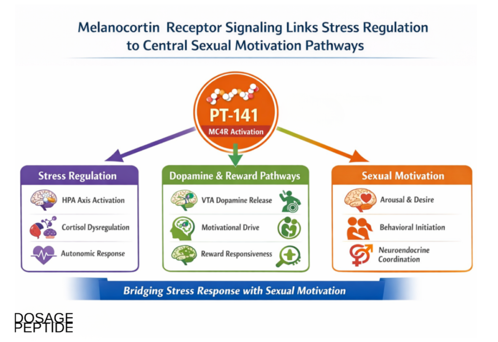 PT-141 bremelanotide central melanocortin mechanism and sexual motivation circuitry diagram