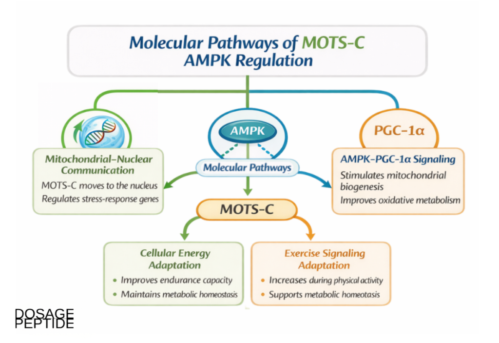 Educational graphic on how MOTS-C regulates AMPK activity during cellular energy stress in research