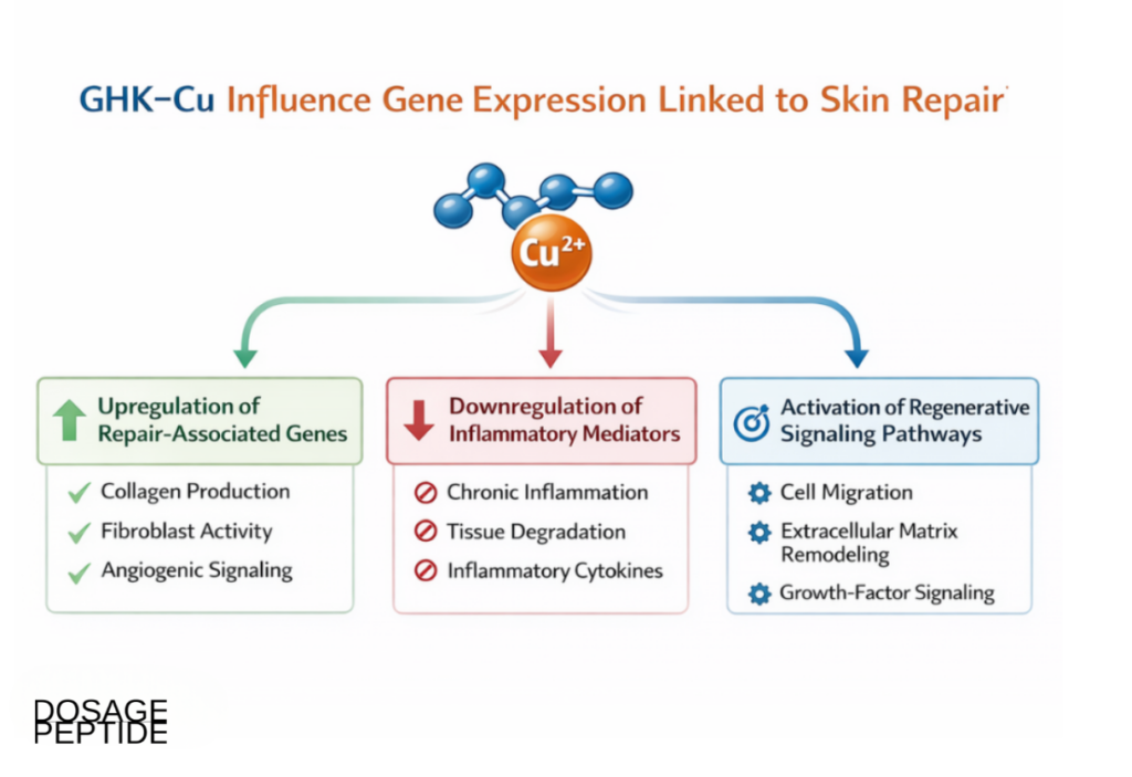 Research illustration of GHK-Cu modulating copper-dependent enzymes in skin regeneration processes
