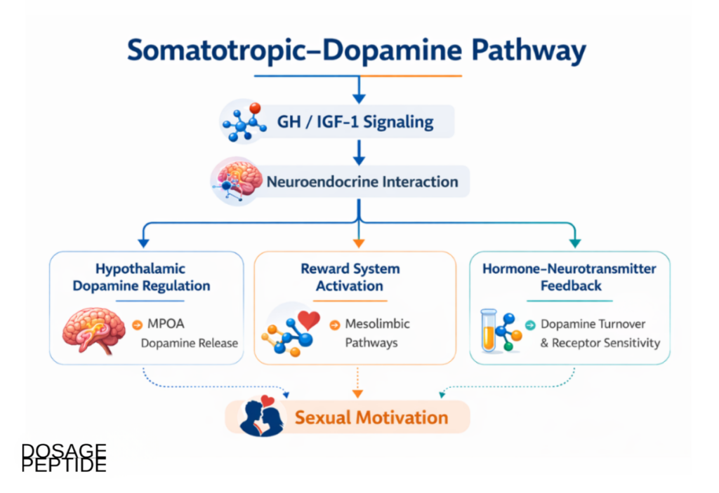 Educational illustration on Sermorelin and dopaminergic activity linked to sexual motivation in research
