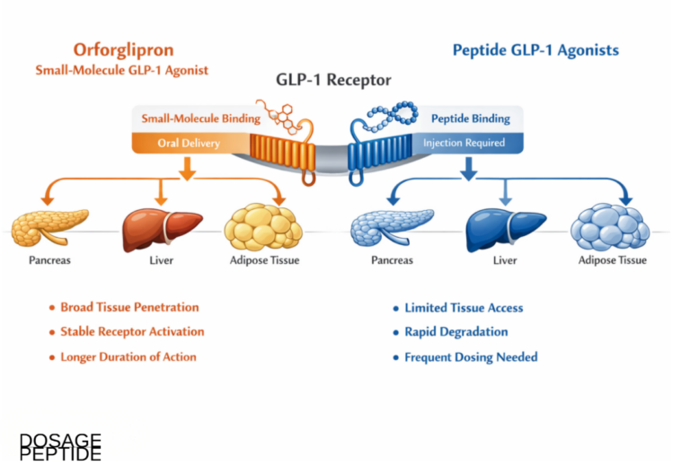 How Does Orforglipron Differ From Peptide GLP-1 Agonists in Metabolic Research Models?