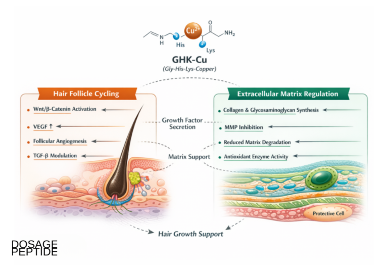 What Does Clinical Research Indicate About GHK-Cu in Hair Growth Stimulation?