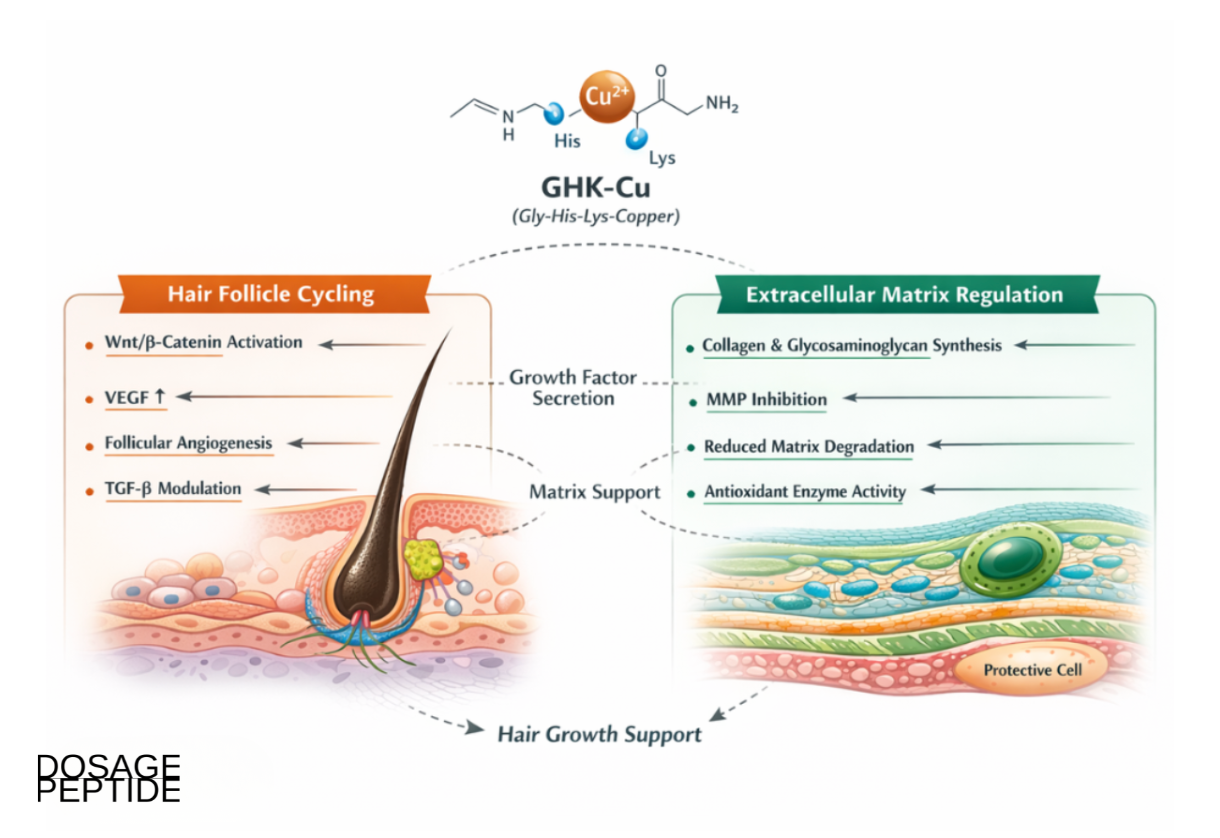 What Does Clinical Research Indicate About GHK-Cu in Hair Growth Stimulation?