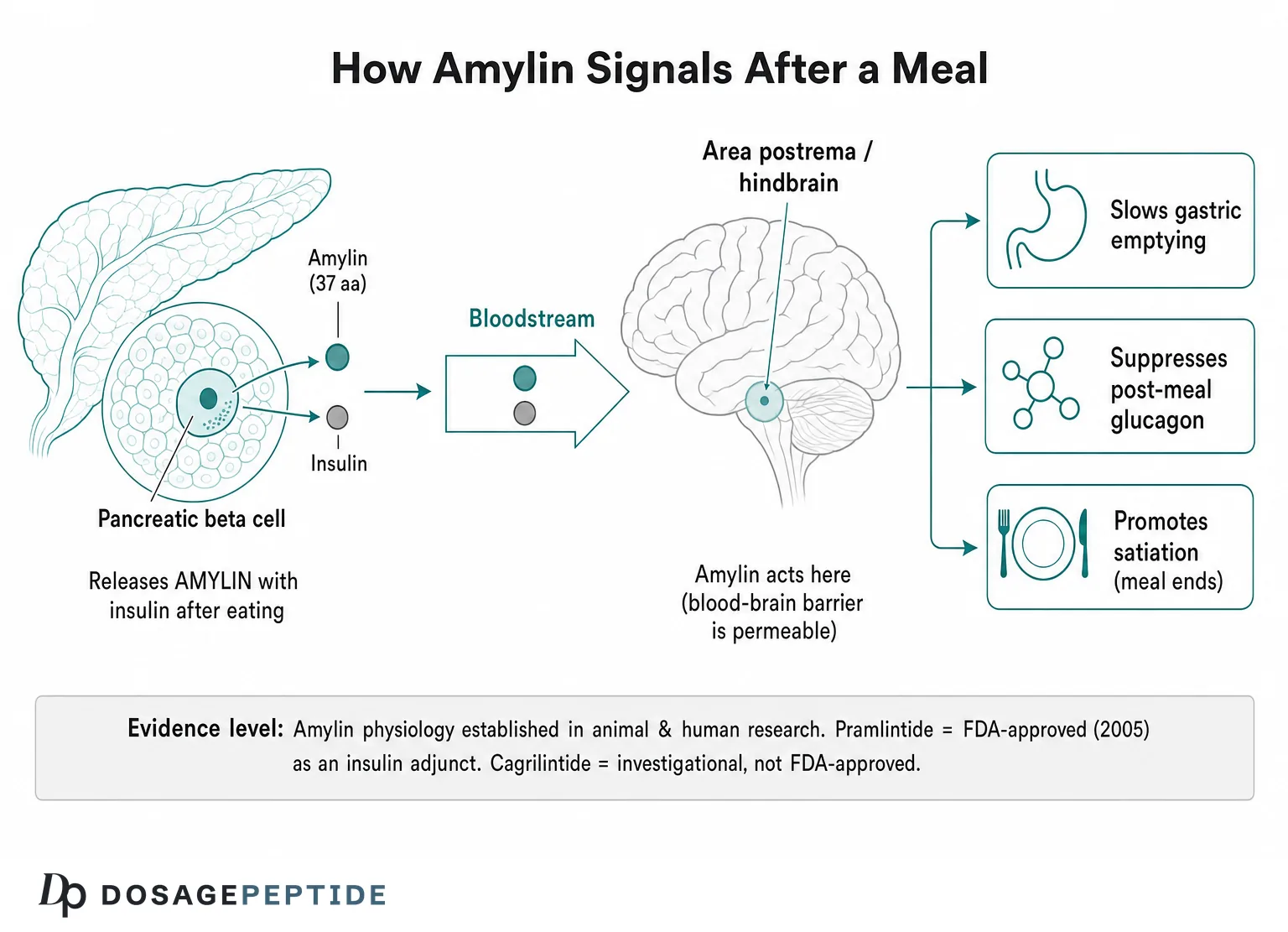 What Is Amylin? The Satiety Hormone