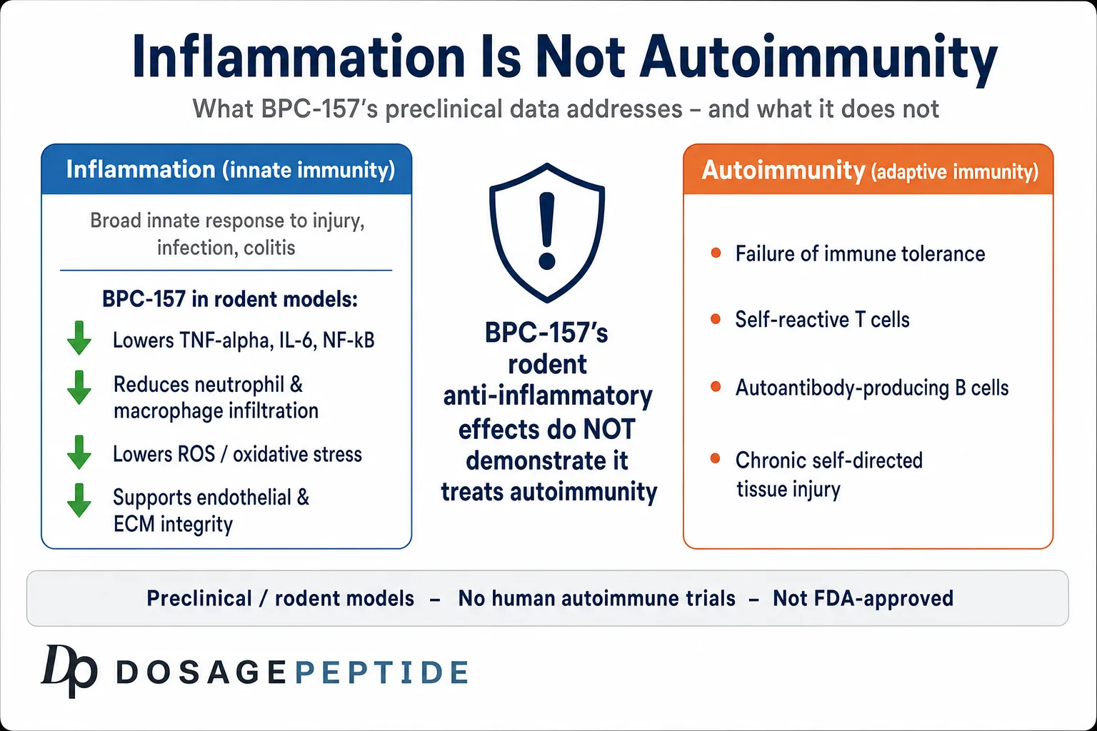 Inflammation is not autoimmunity: BPC-157 lowers TNF-alpha/IL-6/NF-kB and neutrophil/macrophage infiltration in rodent models, but does not demonstrate treatment of autoimmunity (self-reactive T cells, autoantibody B cells); preclinical, not FDA-approved.