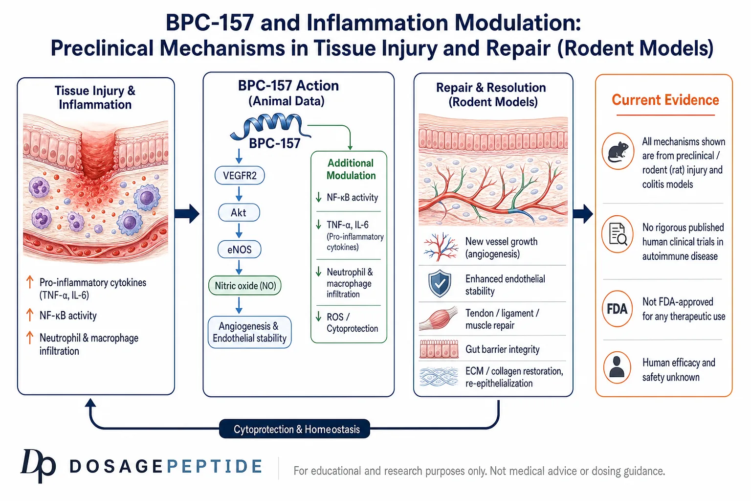 Preclinical mechanism schematic of BPC-157 in rodent tissue-injury and colitis models: VEGFR2 to Akt to eNOS to nitric oxide angiogenesis, reduced NF-kB / TNF-alpha / IL-6 inflammation, and tissue/gut repair; not FDA-approved and human evidence lacking.
