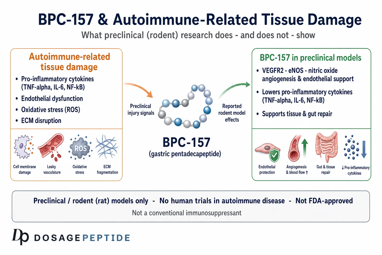 BPC-157 and Autoimmune Inflammation: What the Research Actually Shows