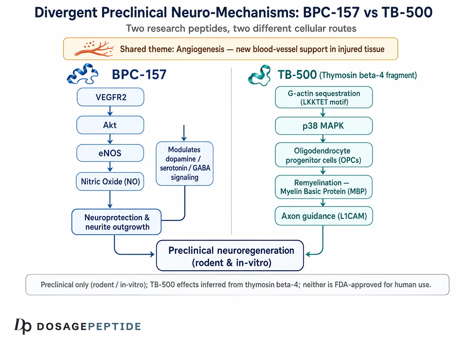 Does Experimental Literature Suggest Distinct Neuroregenerative Functions for TB-500 and BPC-157?