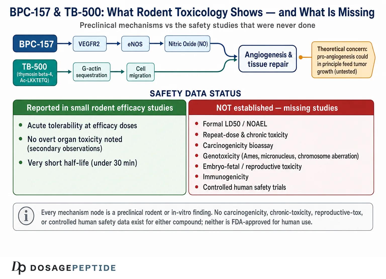 BPC-157 + TB-500 Safety: What Animal Data Show (2026)