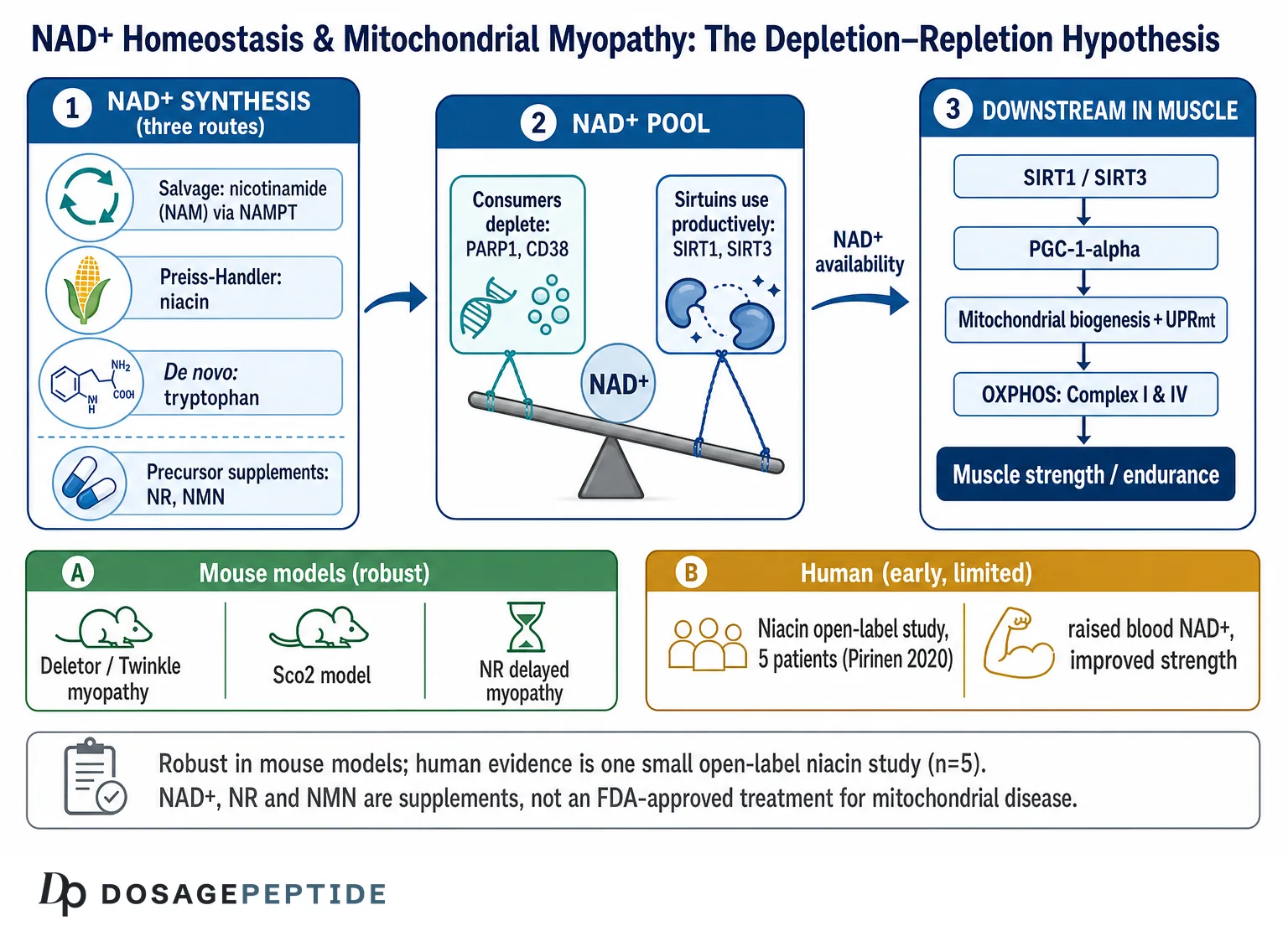 Is Impaired NAD+ Homeostasis Associated With Mitochondrial Myopathies in Research?