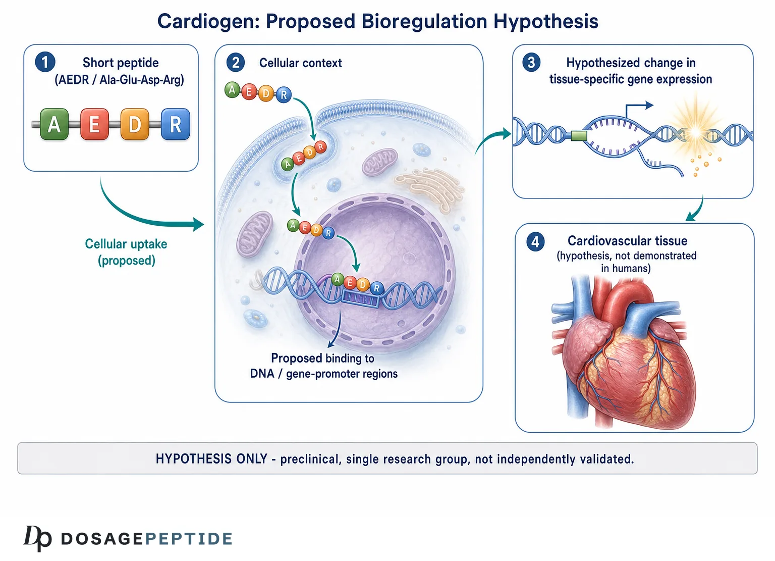 Cardiogen proposed bioregulation hypothesis: AEDR short peptide and tissue-specific gene expression in cardiovascular research