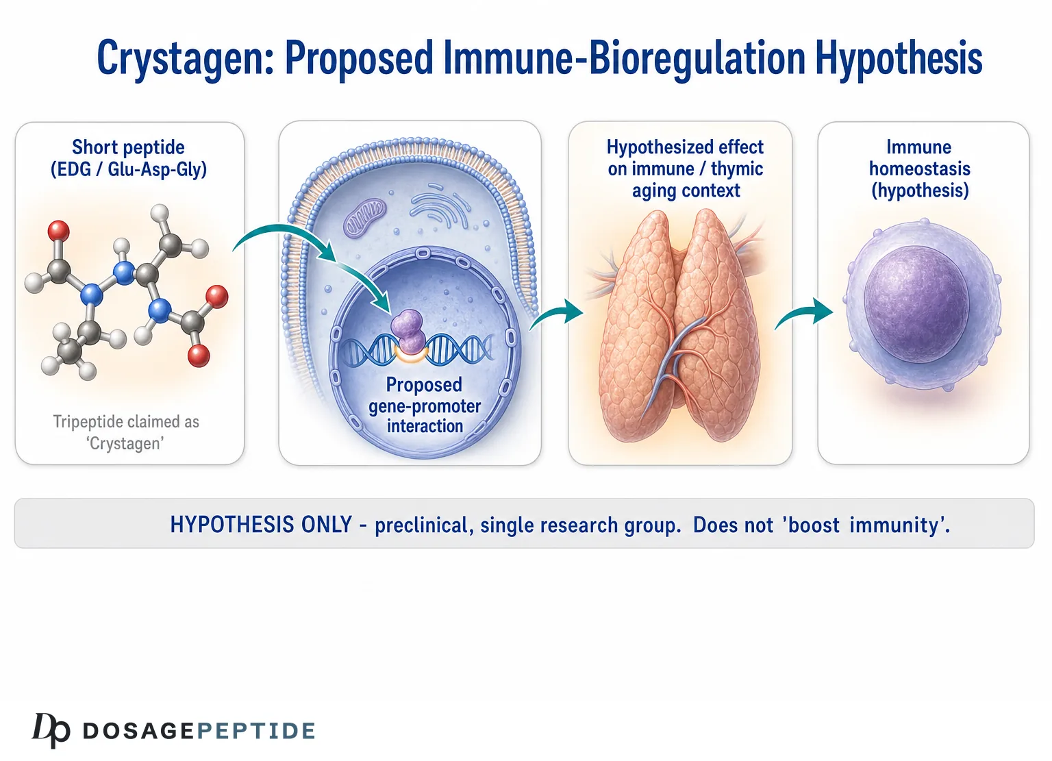 Crystagen proposed immune-bioregulation hypothesis: EDG short peptide in the context of immune aging
