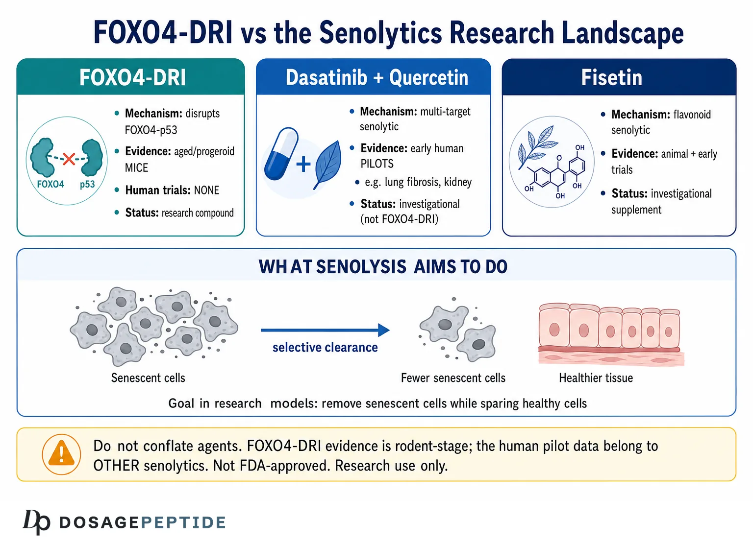 What Is FOXO4-DRI? The Senolytic Peptide and What the Evidence Shows (2026)