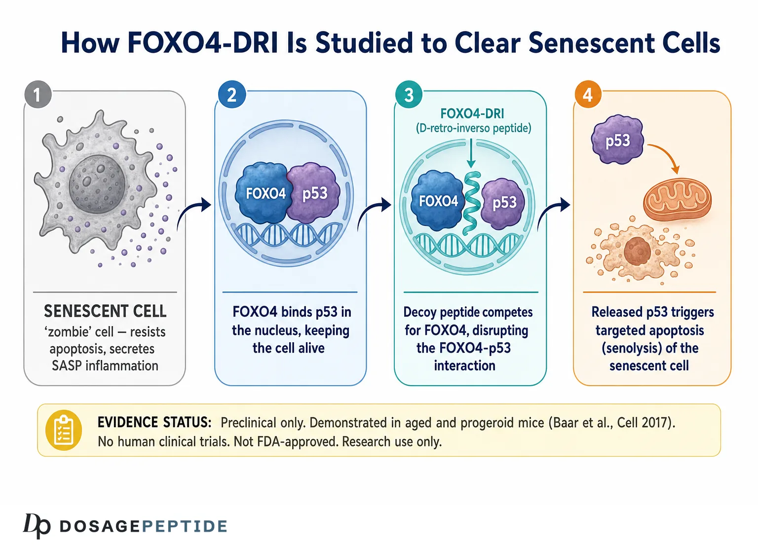 FOXO4-DRI mechanism diagram: decoy peptide disrupts FOXO4-p53 to trigger senescent-cell apoptosis