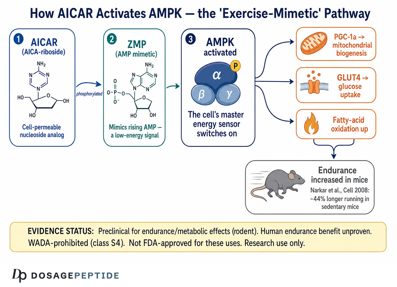 AICAR to ZMP to AMPK activation pathway and downstream metabolic targets