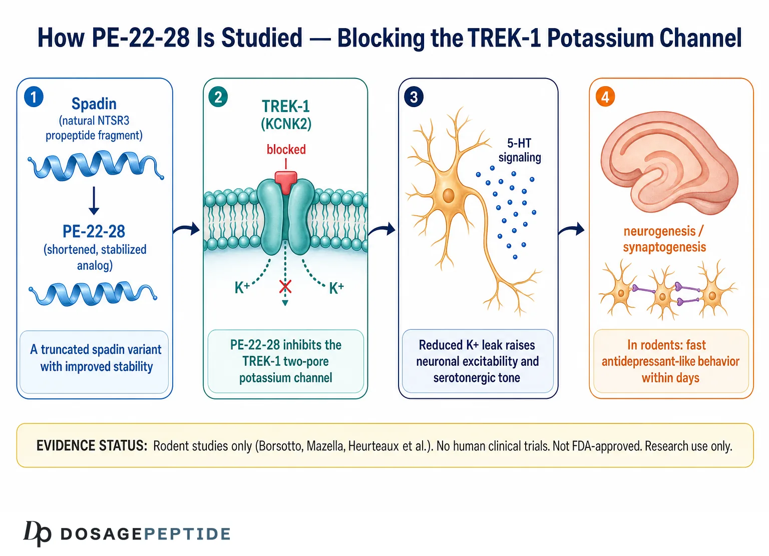 PE-22-28 mechanism: TREK-1 potassium channel blockade in neurons