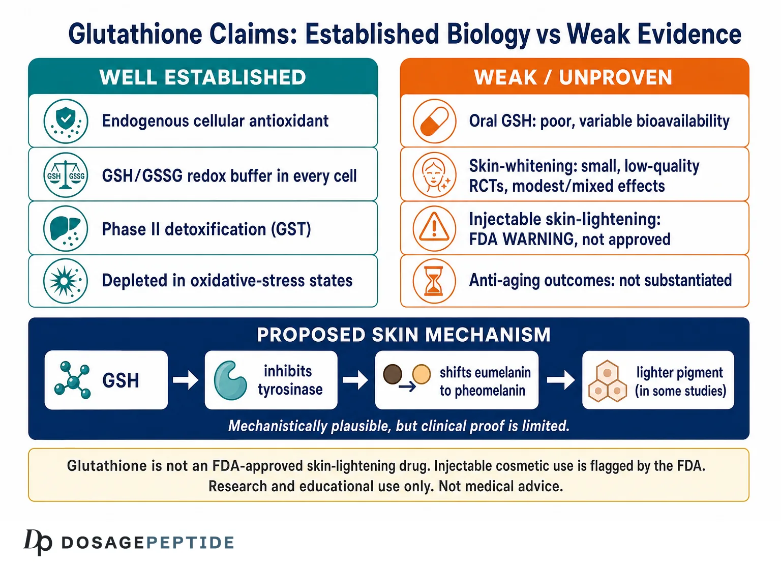 What Is Glutathione? The Master Antioxidant Tripeptide in Cellular & Skin Research