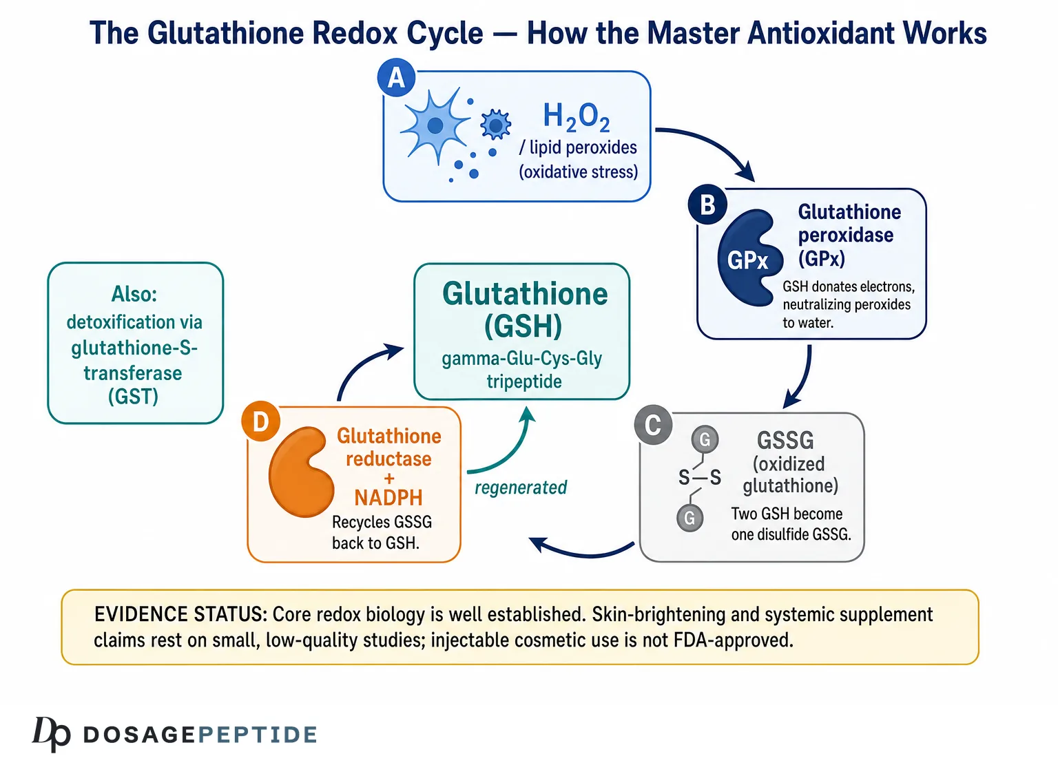 Glutathione redox cycle: GSH, GPx, GSSG and glutathione reductase