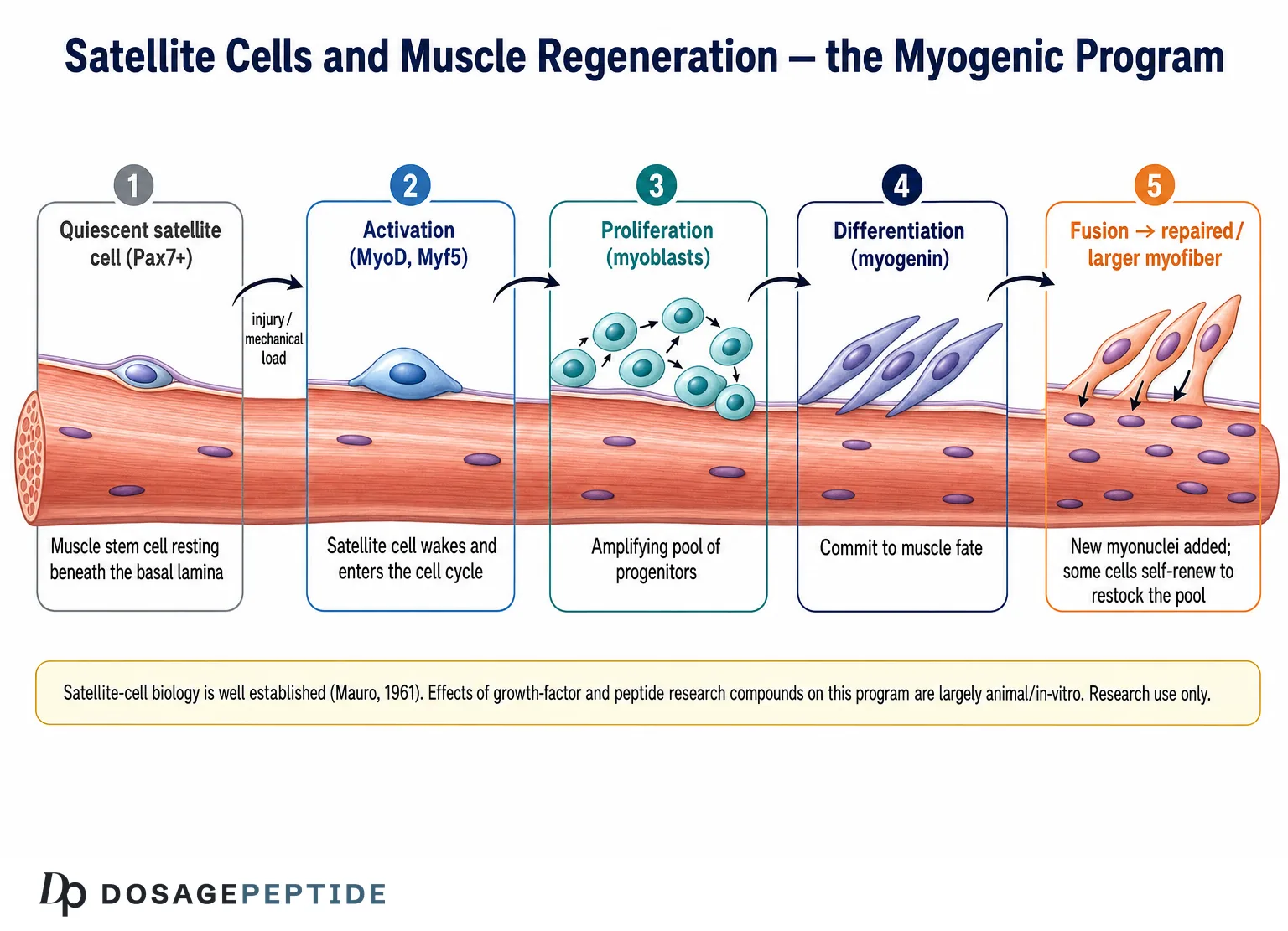Satellite cell myogenic program from quiescence to muscle-fiber fusion