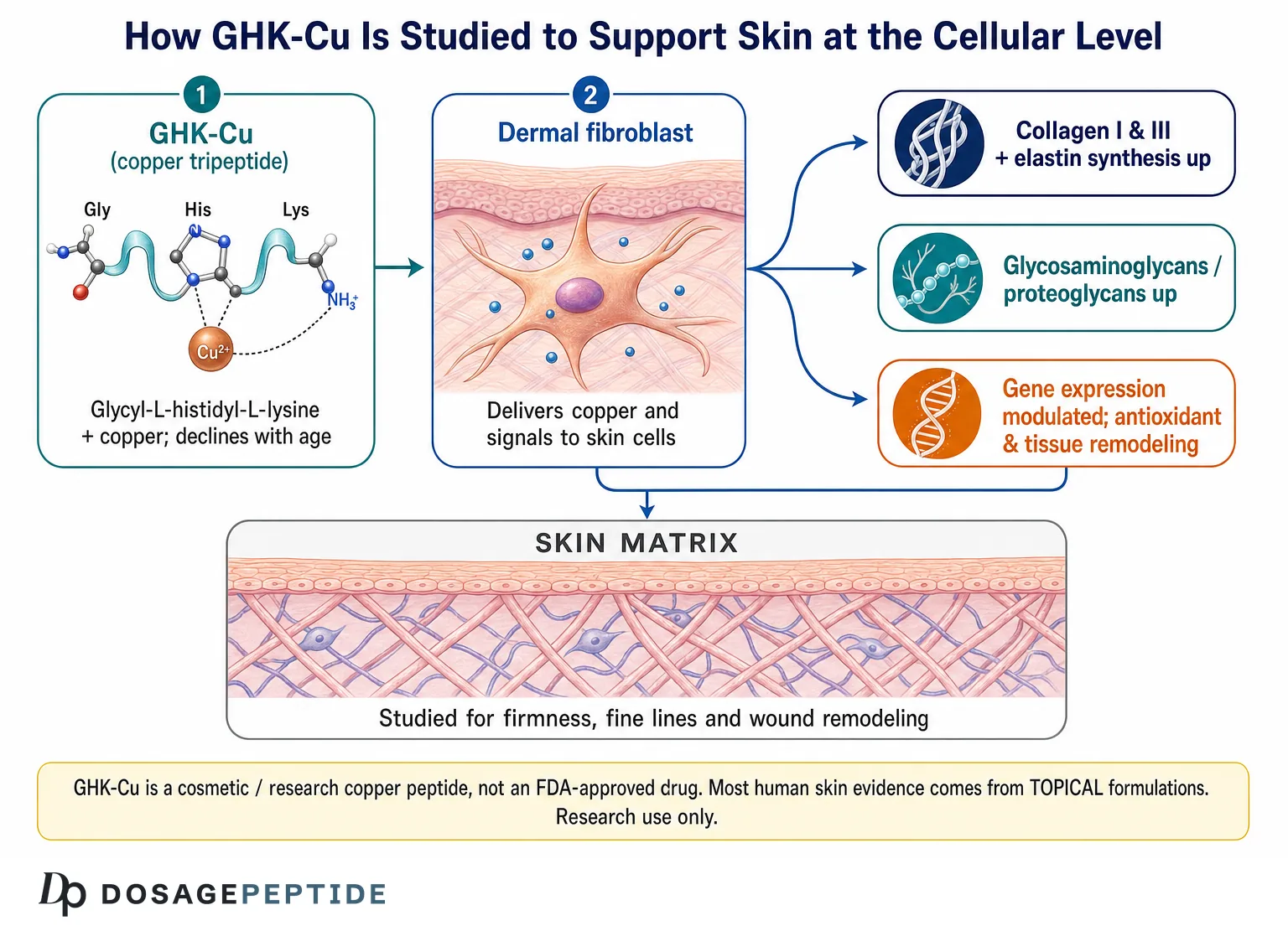 GHK-Cu copper-peptide skin mechanism: fibroblast collagen, elastin and gene modulation