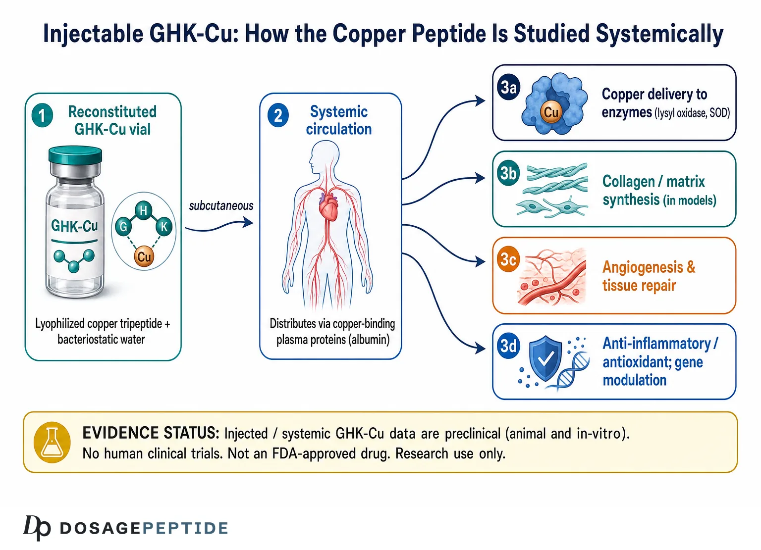 Injectable GHK-Cu systemic mechanism: subcutaneous vial to bloodstream to tissue effects