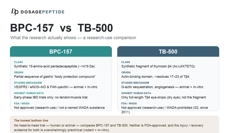 BPC-157 vs TB-500: Differences, Uses and Evidence (2026)