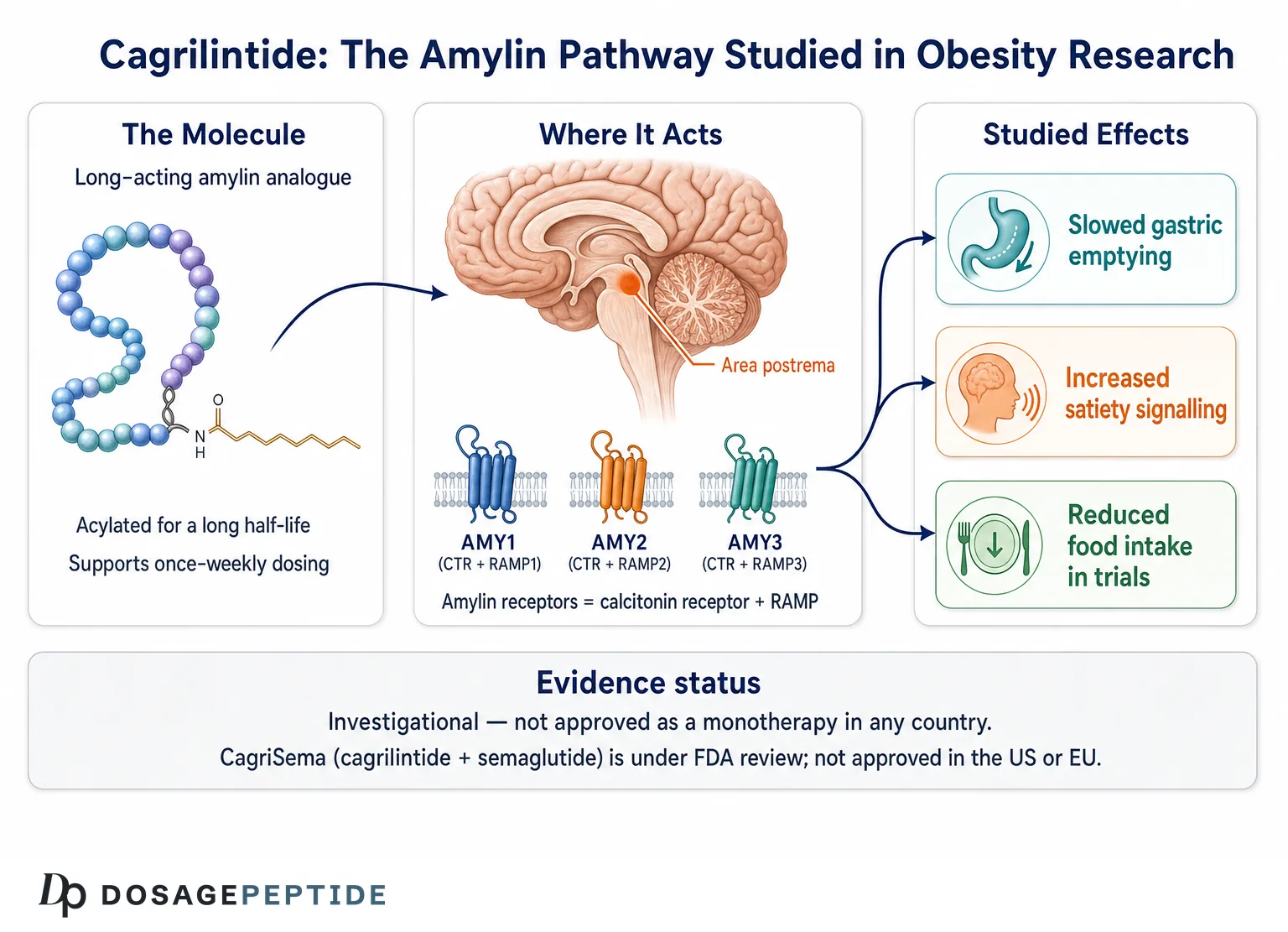 Schema of the amylin receptor pathway studied for cagrilintide, showing area postrema signalling and its investigational status