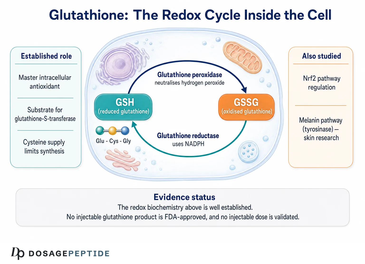 Diagram of the glutathione redox cycle showing GSH and GSSG interconversion via glutathione peroxidase and reductase
