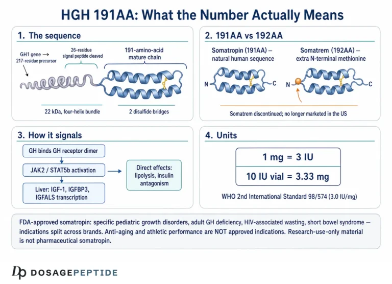 What Is HGH 191AA? The 191-Amino-Acid Somatropin Sequence Explained