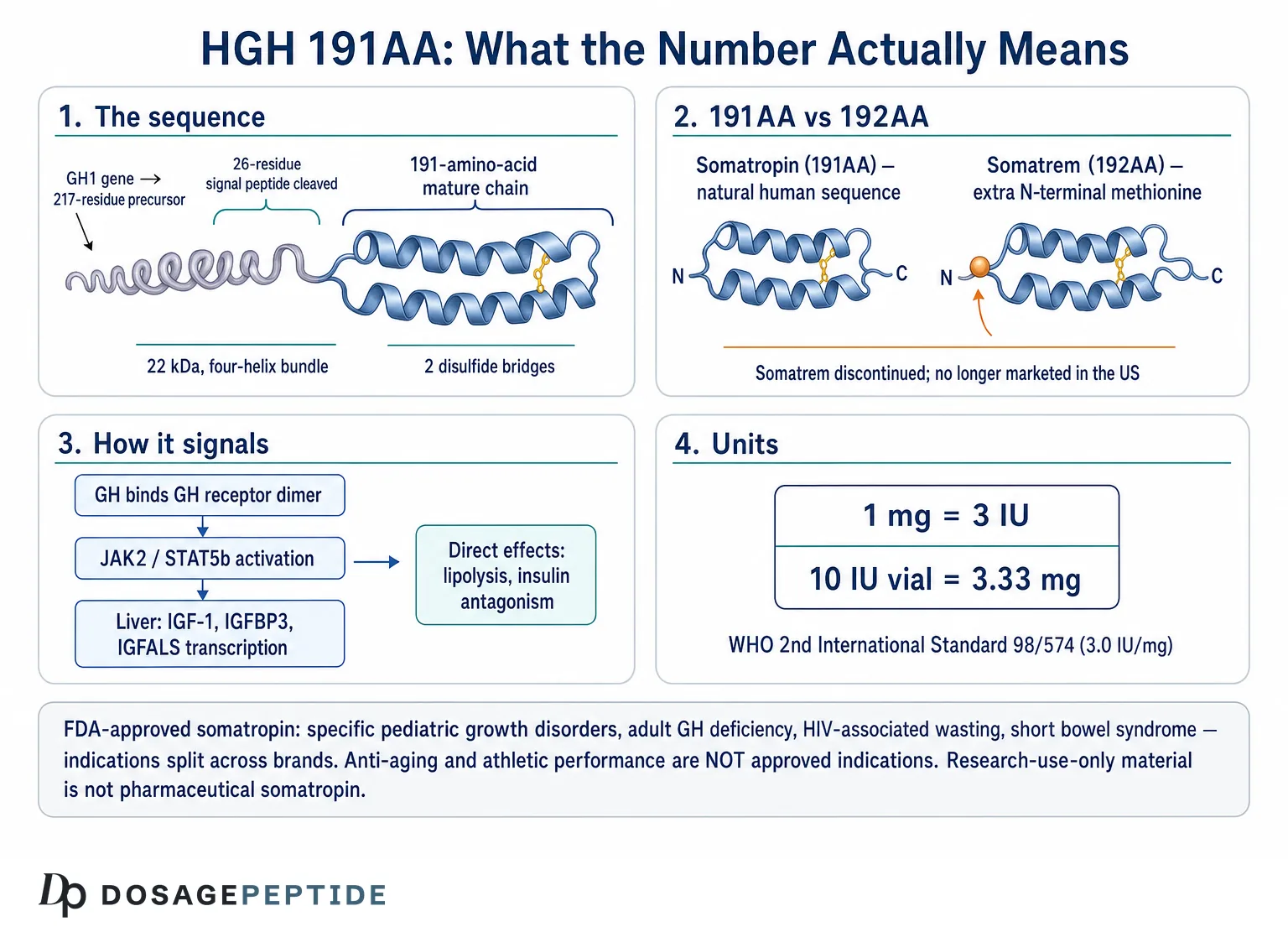 Diagram of HGH 191AA: the 191-amino-acid somatropin chain, 191AA versus 192AA somatrem, GH receptor to JAK2/STAT5b to liver IGF-1 signaling, and the 1 mg = 3 IU conversion.