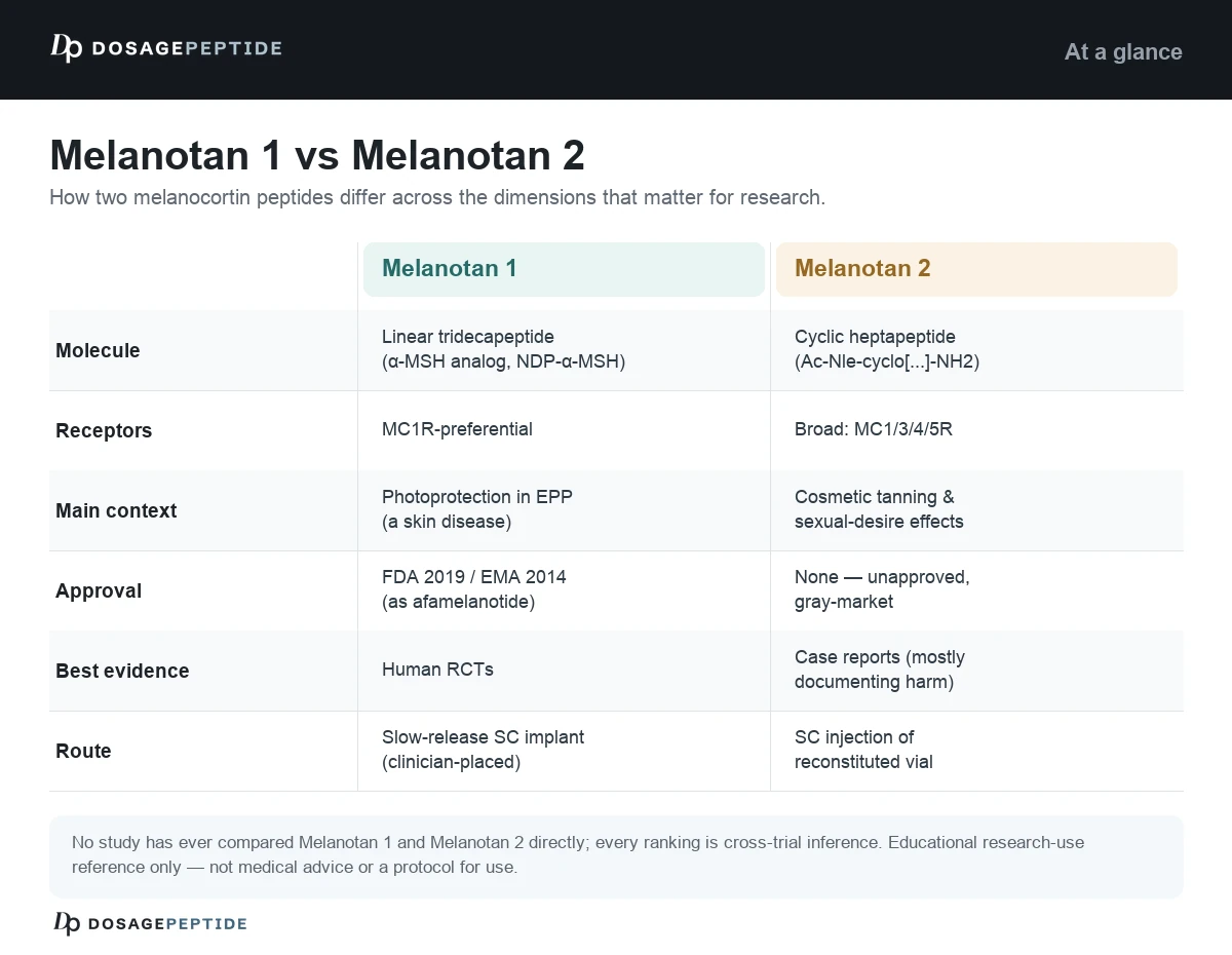 melanotan 1 vs 2 side effects 2: Key Differences & Safety (2026) wound care Size:5 L-Carnitina Suplemento Natural FNL