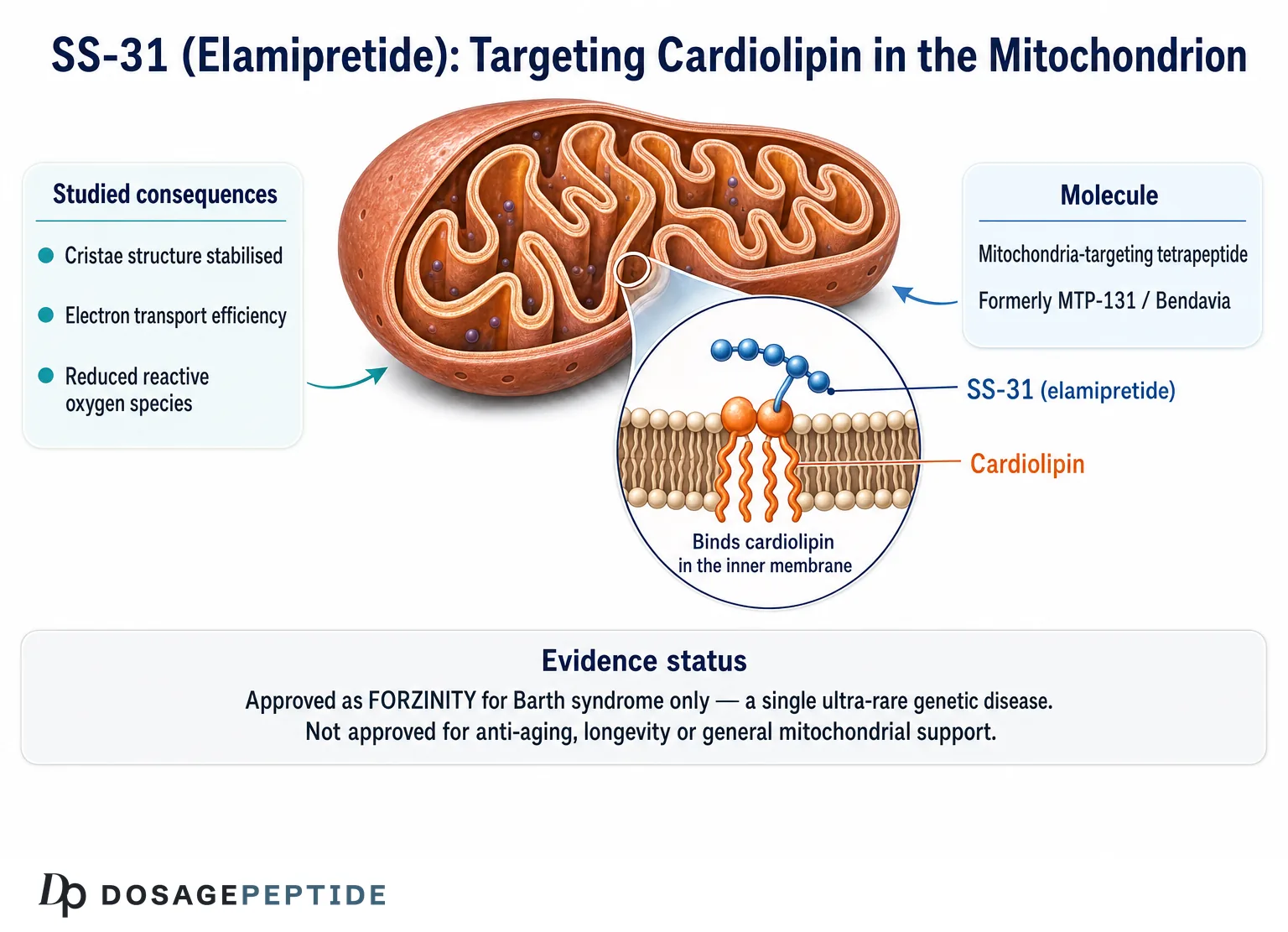 Diagram of SS-31 elamipretide binding cardiolipin in the inner mitochondrial membrane
