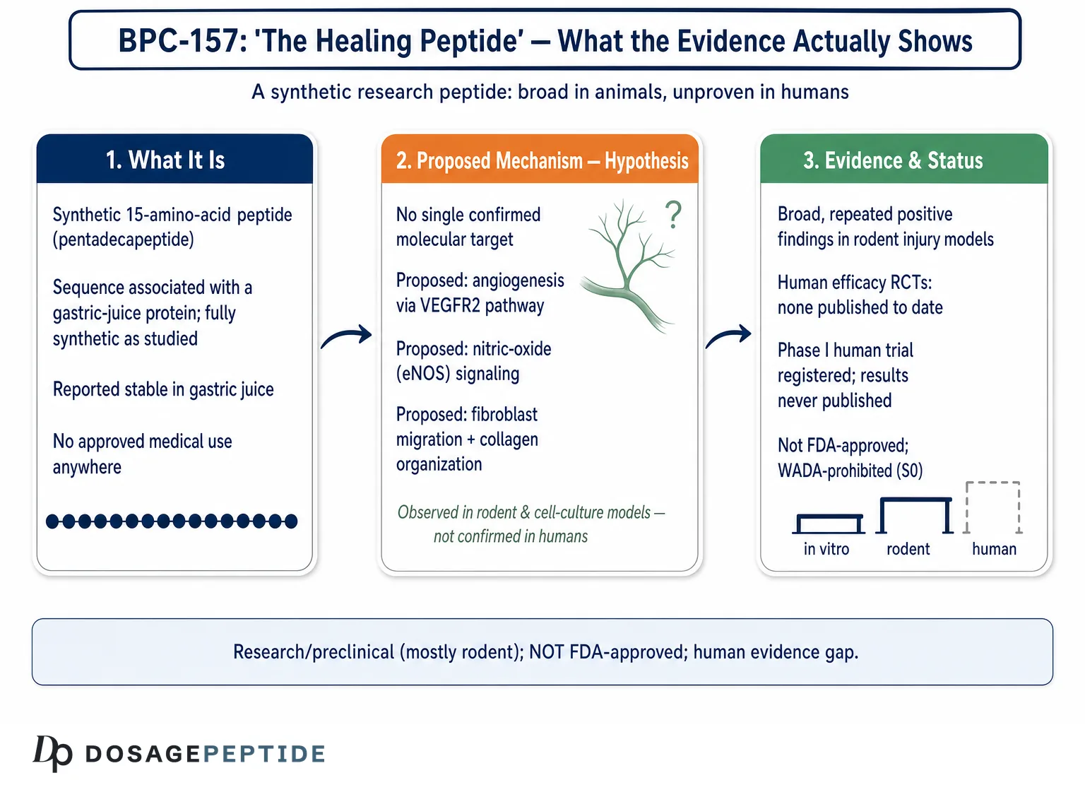 What is BPC-157? The Healing Peptide Explained