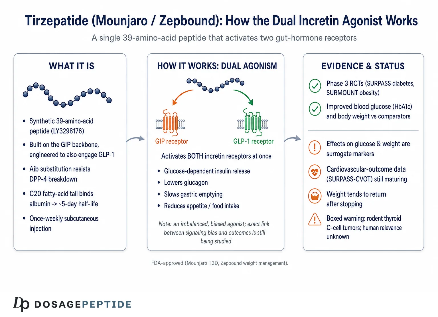 What Is Tirzepatide (Mounjaro/Zepbound) & How Does It Work?