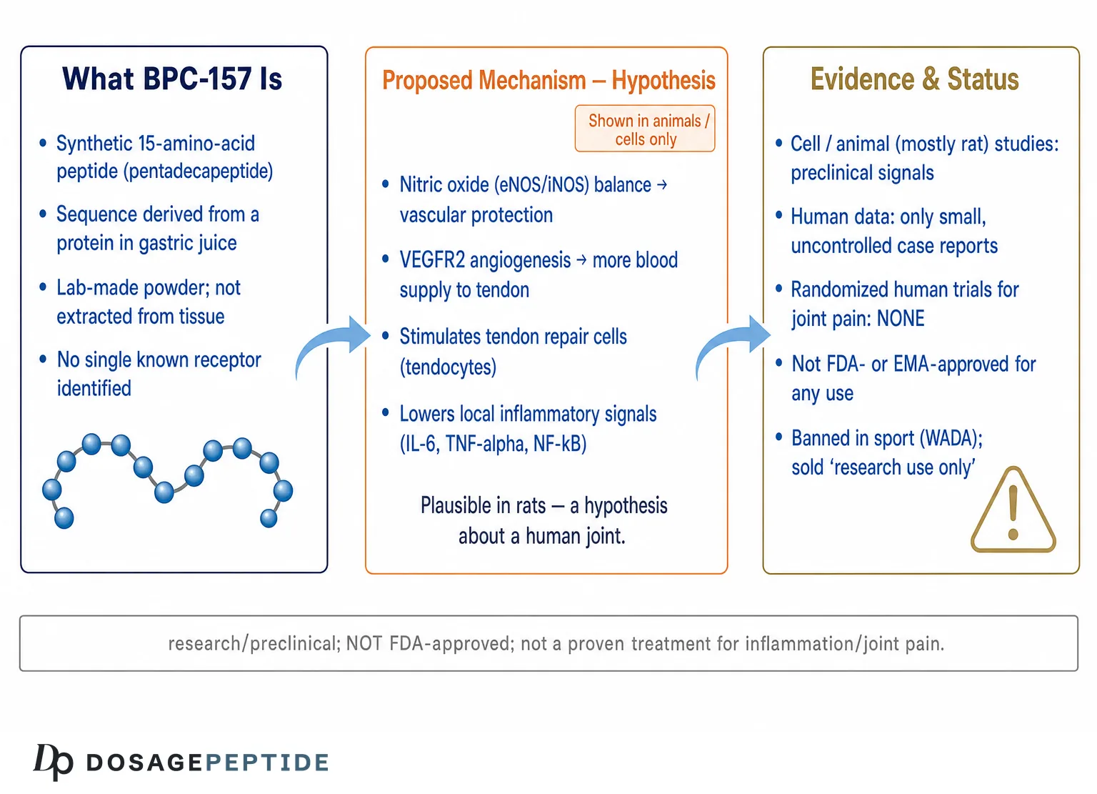 BPC-157 for Joint Pain: What the Evidence Shows (2026)