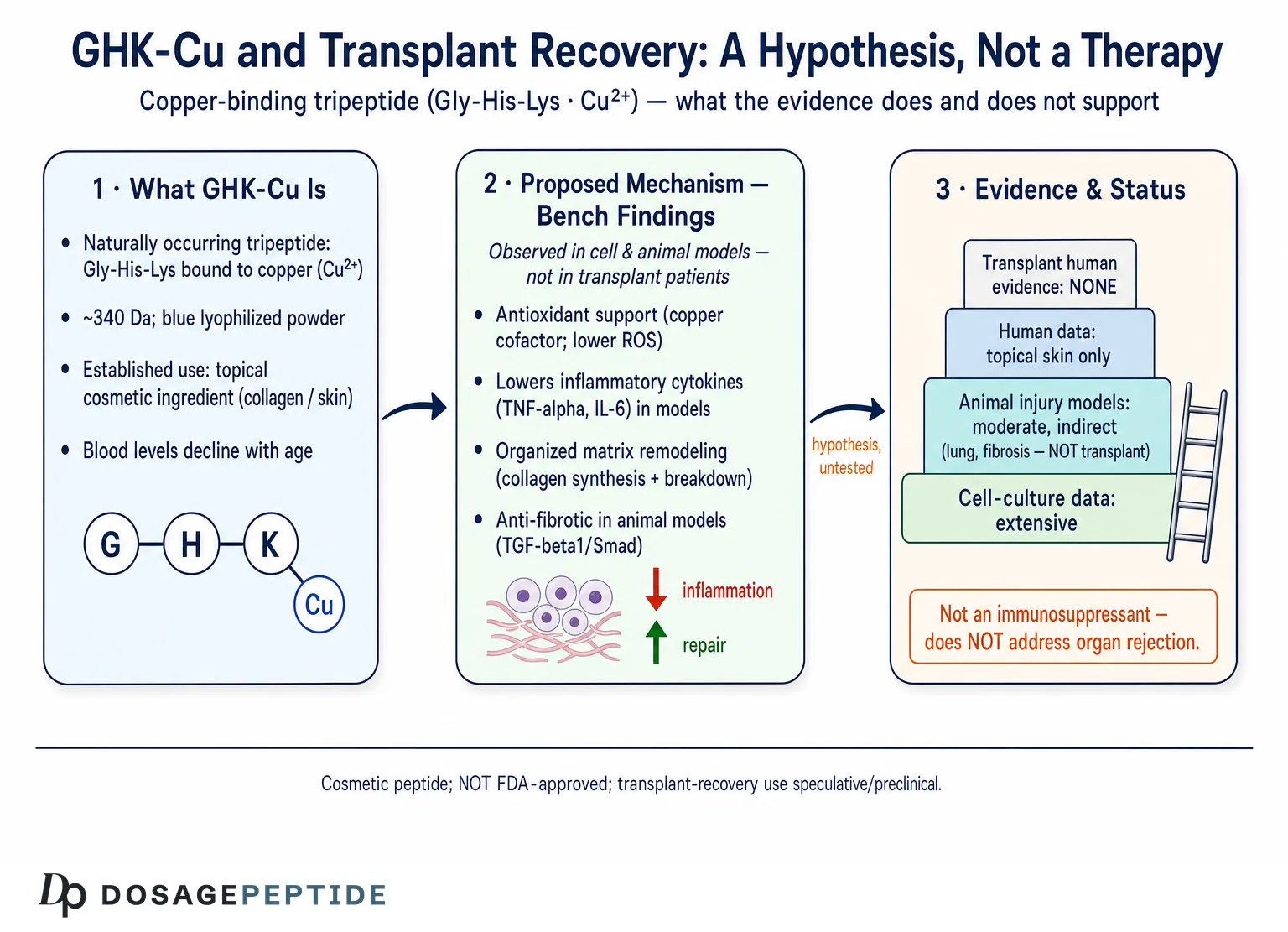 Can GHK-Cu Help Improve Recovery After Transplant Surgery? — Dosage Peptide infographic