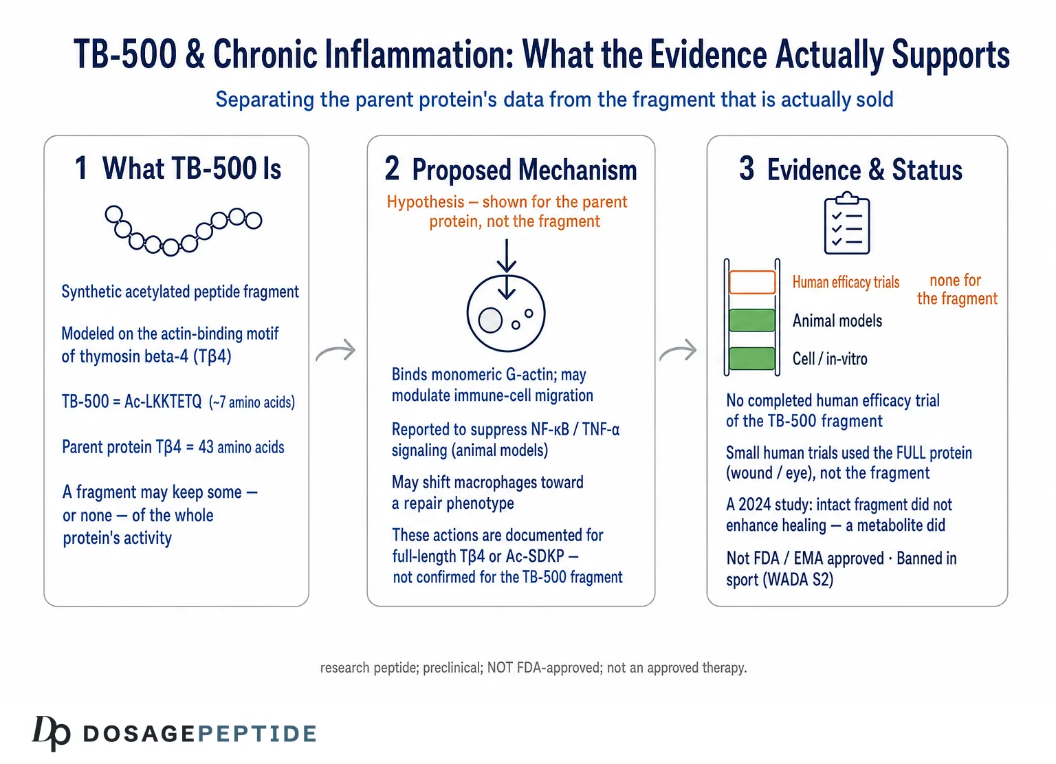 Is TB-500 a Promising Therapy for Chronic Inflammatory Conditions? — Dosage Peptide infographic
