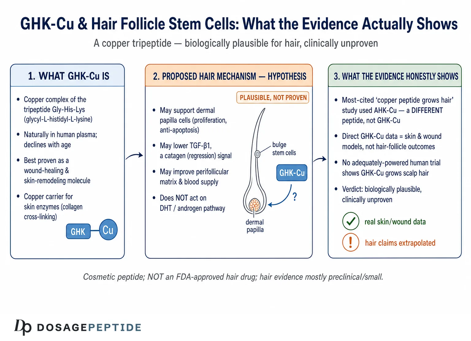 GHK-Cu for Hair Growth: What It Does to Follicle Stem Cells, and What to Expect